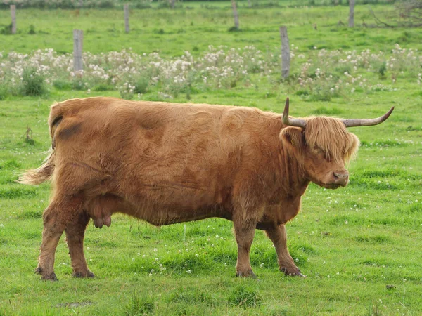 威斯特伐利亚草原上的奶牛 — 图库照片