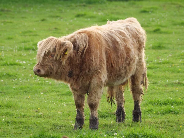 Vacas Prado Westfalia — Foto de Stock