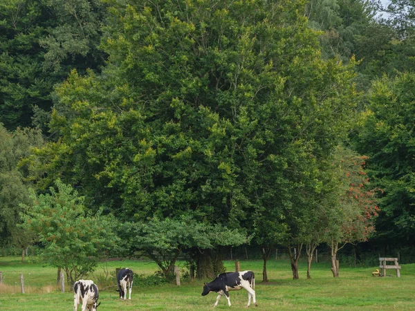 Vaches Sur Une Prairie Westphalie — Photo