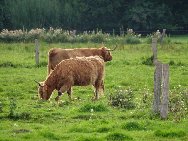 ヴェストファーレンの牧草地で牛 — ストック写真