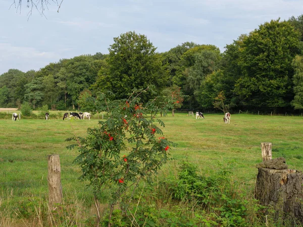 Krowy Łące Westfalii — Zdjęcie stockowe
