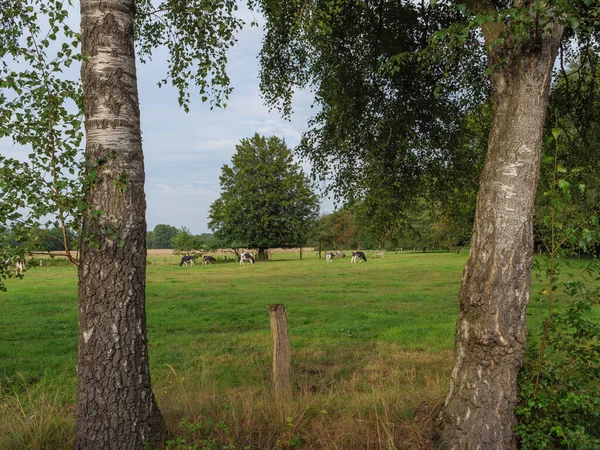 Kühe Auf Einer Weide Westfalen — Stockfoto