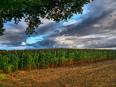 Westphalia 'da yaz akşamı
