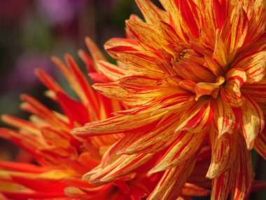 Alman bahçesinde bir sürü yıldız çiçeği