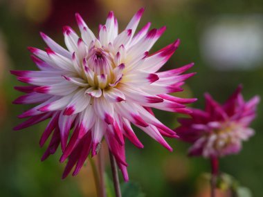 Alman bahçesinde bir sürü yıldız çiçeği