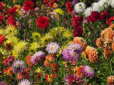Alman bahçesinde bir sürü yıldız çiçeği
