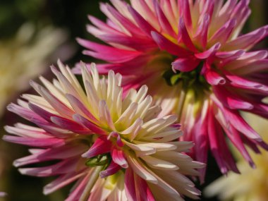 Alman bahçesinde bir sürü yıldız çiçeği