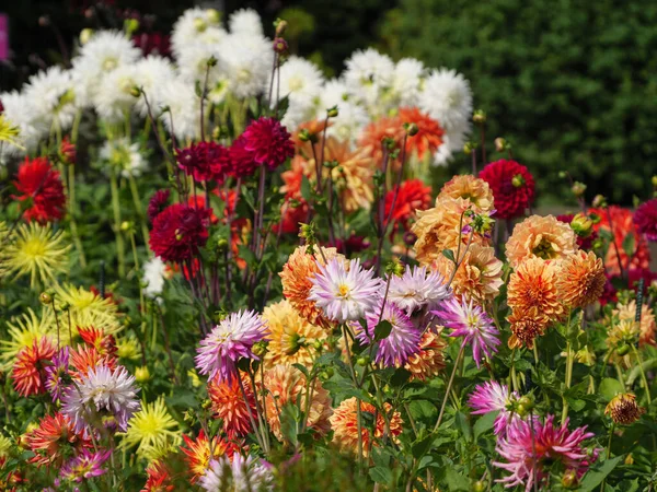 Nombreux Dahlias Dans Jardin Allemand — Photo