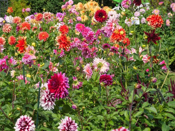 Many Dahlias German Garden — Stock Photo, Image