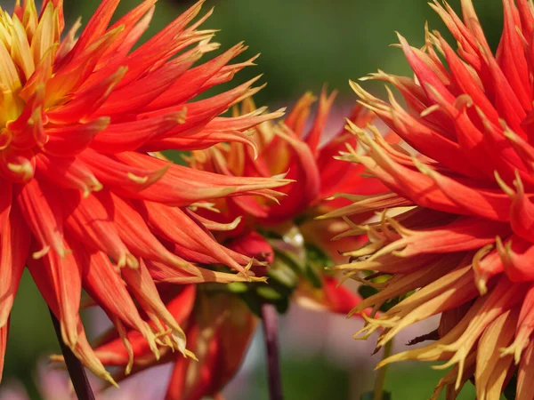 Veel Dahlia Een Duitse Tuin — Stockfoto