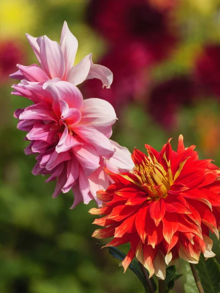 Alman Bahçesinde Bir Sürü Yıldız Çiçeği — Stok fotoğraf