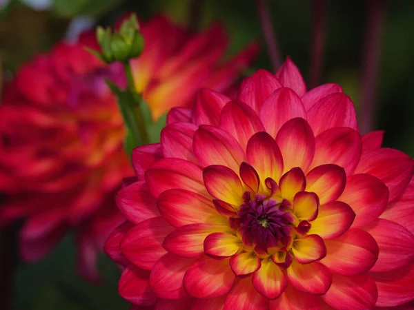 Veel Dahlia Een Duitse Tuin — Stockfoto