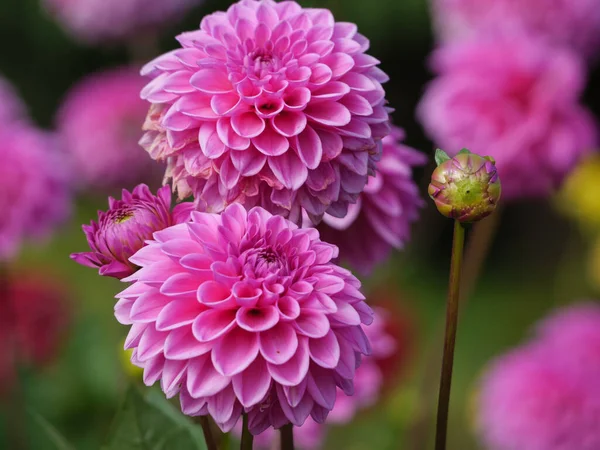 Nombreux Dahlias Dans Jardin Allemand — Photo