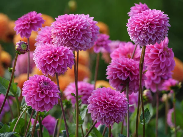 Nombreux Dahlias Dans Jardin Allemand — Photo