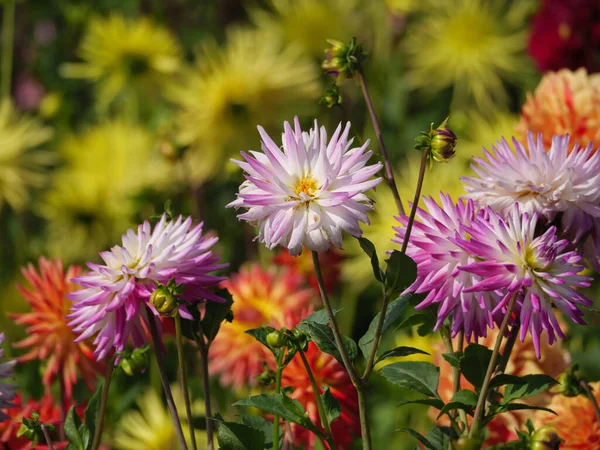 Veel Dahlia Een Duitse Tuin — Stockfoto