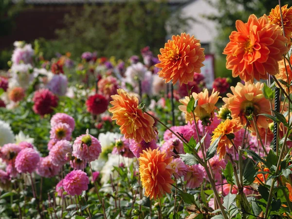 Nombreux Dahlias Dans Jardin Allemand — Photo