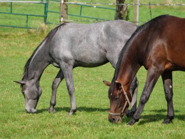 Almanya 'da bir tarlada atlar