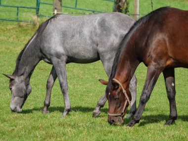 Almanya 'da bir tarlada atlar