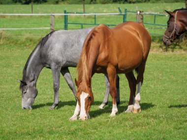 Almanya 'da bir tarlada atlar