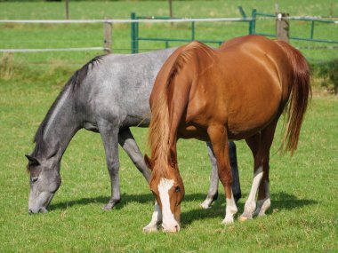 Almanya 'da bir tarlada atlar