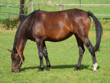 Almanya 'da bir tarlada atlar