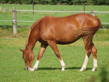 Almanya 'da bir tarlada atlar