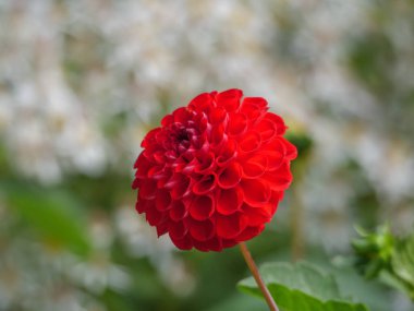 # Yaz sonu bahçede #