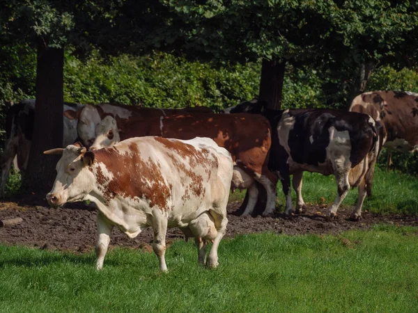 Paarden Een Veld Duitsland — Stockfoto