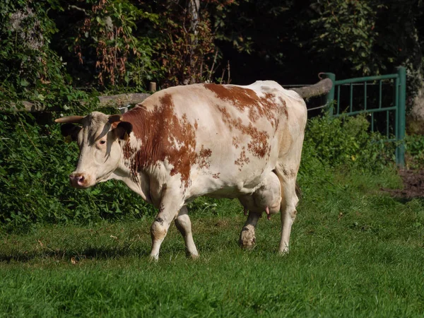 Krowy Polu Westfalii — Zdjęcie stockowe