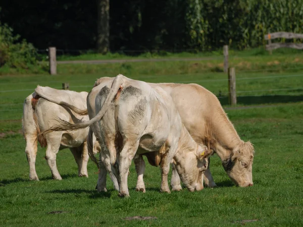 Cows Field Westphalia — Stock Photo, Image