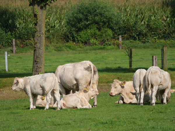 Vacas Campo Westphalia — Fotografia de Stock