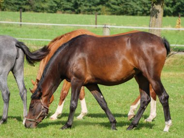 Alman çayırında atlar
