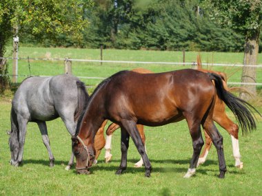 Alman çayırında atlar