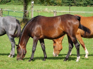 Alman çayırında atlar