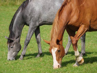 Alman çayırında atlar