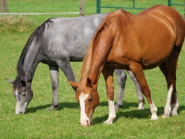 Alman çayırında atlar
