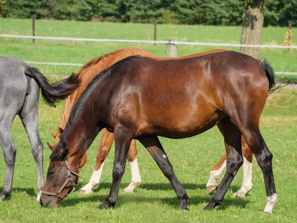 Alman çayırında atlar