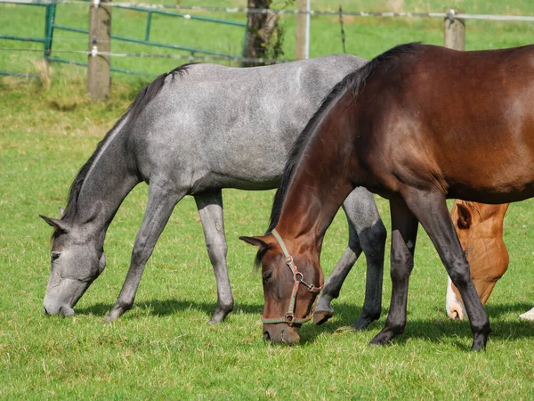 Alman çayırında atlar