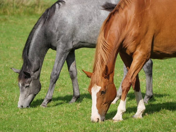 Alman çayırında atlar