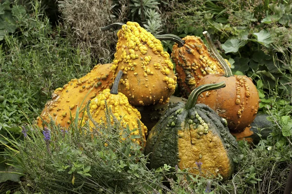 Pumpkins — Stock Photo, Image