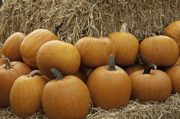 Calabazas —  Fotos de Stock