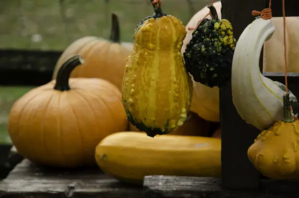 Pumpkins — Stock Photo, Image