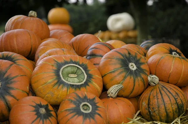 Calabazas —  Fotos de Stock