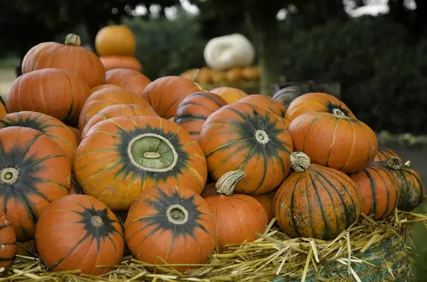 Calabazas —  Fotos de Stock