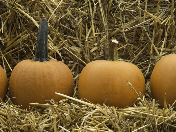 Pumpkins — Stock Photo, Image