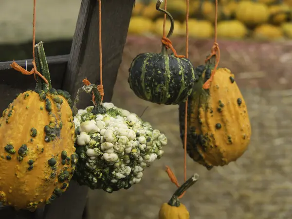 Pumpkins — Stock Photo, Image