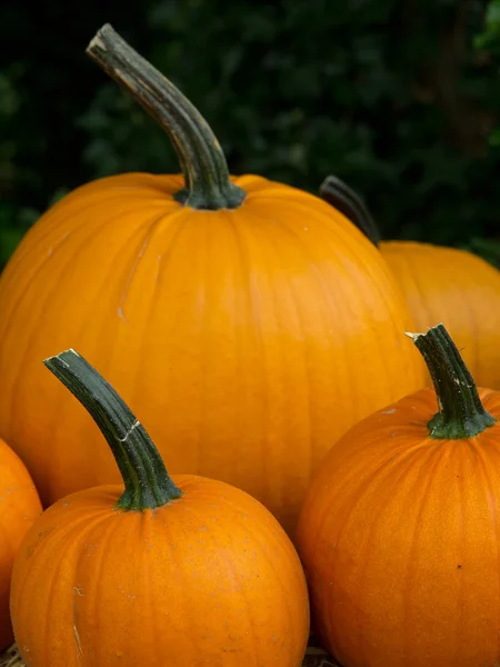 Calabazas —  Fotos de Stock