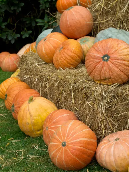 Pumpkins — Stock Photo, Image