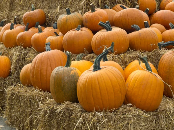 Calabazas —  Fotos de Stock