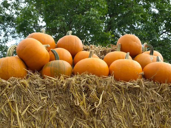 Pumpkins — Stock Photo, Image